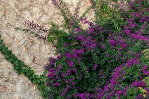 antecedentes - antiguo Roca muro, parcialmente entrelazado con un floreciente mandevilla enredadera foto