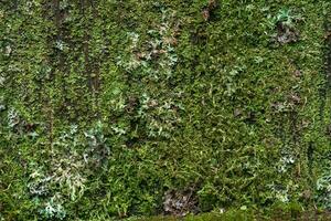 background, texture - surface completely covered with lichens and moss photo