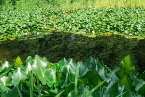 aquatic vegetation on the banks of a standing reservoir photo