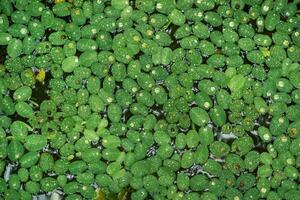 hojas de flotante salvinia helecho en el superficie de el agua de cerca foto