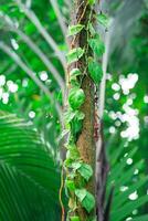 alpinismo planta en un árbol maletero en el tropical bosque foto