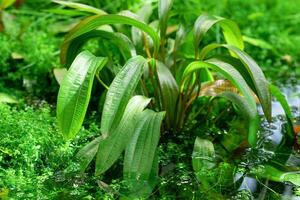 aquatic and marsh plants grow in water photo