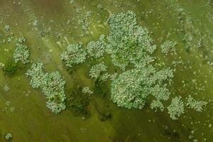 background, texture - surface covered with lichens and moss photo