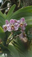 a close up of a purple orchid flower. t Vanda foetida J.J.S is an endemic orchid in Sumatra which first described in 1906 by J.J. Smith. was first found in Palembang, South Sumatra. photo