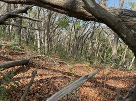 This is forest mahagoni in jogjakarta. In this forest many biodiversity and any old celemetery in here photo