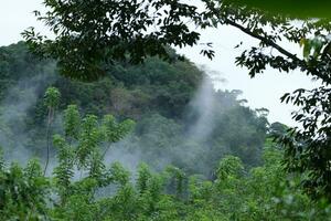 AI generated a forest with trees and a mountain in the background photo