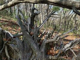 This is forest mahagoni in jogjakarta. In this forest many biodiversity and any old celemetery in here photo