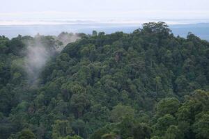 AI generated a forest with trees and a mountain in the background photo