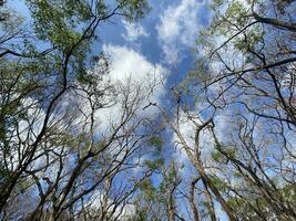 esta es bosque mahagoni en jogjakarta. en esta bosque muchos biodiversidad y ninguna antiguo celementerio en aquí foto