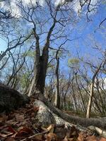 This is forest mahagoni in jogjakarta. In this forest many biodiversity and any old celemetery in here photo