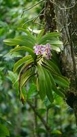 a close up of a purple orchid flower. t Vanda foetida J.J.S is an endemic orchid in Sumatra which first described in 1906 by J.J. Smith. was first found in Palembang, South Sumatra. photo