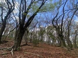 This is forest mahagoni in jogjakarta. In this forest many biodiversity and any old celemetery in here photo