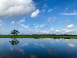 a peatland of sumatra rain forest photo