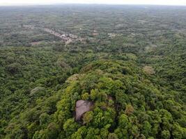 AI generated a forest with trees and a mountain in the background photo