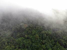 AI generated a forest with trees and a mountain in the background photo