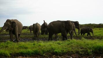 a herd of elephants. This is elephas maximus sumatranus at sumatra tropical rain forest photo