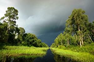 a peatland of sumatra rain forest photo