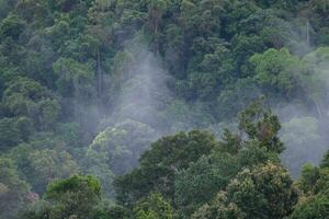 AI generated a forest with trees and a mountain in the background photo