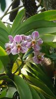 a close up of a purple orchid flower. t Vanda foetida J.J.S is an endemic orchid in Sumatra which first described in 1906 by J.J. Smith. was first found in Palembang, South Sumatra. photo