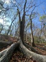 esta es bosque mahagoni en jogjakarta. en esta bosque muchos biodiversidad y ninguna antiguo celementerio en aquí foto