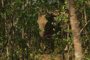 a herd of elephants. This is elephas maximus sumatranus at sumatra tropical rain forest photo