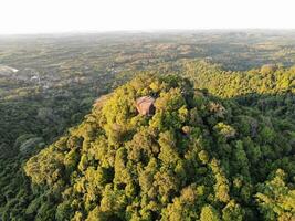 AI generated a forest with trees and a mountain in the background photo