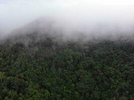 AI generated a forest with trees and a mountain in the background photo