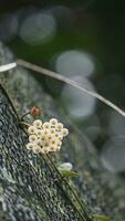 dos orquídeas son sentado en parte superior de cada otro foto