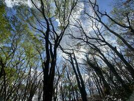 esta es bosque mahagoni en jogjakarta. en esta bosque muchos biodiversidad y ninguna antiguo celementerio en aquí foto