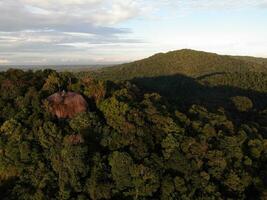 AI generated a forest with trees and a mountain in the background photo