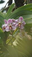 a close up of a purple orchid flower. t Vanda foetida J.J.S is an endemic orchid in Sumatra which first described in 1906 by J.J. Smith. was first found in Palembang, South Sumatra. photo