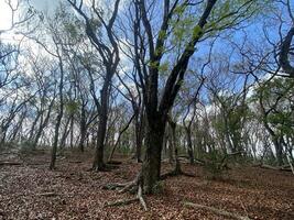 esta es bosque mahagoni en jogjakarta. en esta bosque muchos biodiversidad y ninguna antiguo celementerio en aquí foto