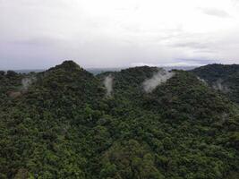 AI generated a forest with trees and a mountain in the background photo