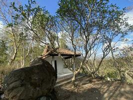 This is forest mahagoni in jogjakarta. In this forest many biodiversity and any old celemetery in here photo