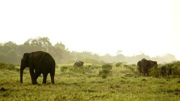 a herd of elephants. This is elephas maximus sumatranus at sumatra tropical rain forest photo