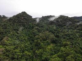 AI generated a forest with trees and a mountain in the background photo