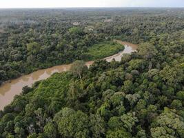 a peatland of sumatra rain forest photo