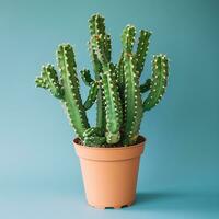 AI generated image of cactus on isolated plain background photo