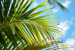 AI generated close up of a palm tree leaf with a blue sky in the background photo