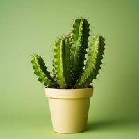 AI generated image of cactus on isolated plain background photo