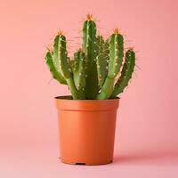 AI generated image of cactus on isolated plain background photo