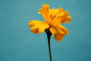 AI generated a yellow flower with a blue plain background photo