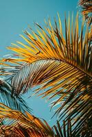 AI generated close up of a palm tree leaf with a blue sky in the background photo