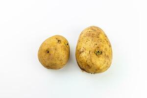 Potatoes on a white background. Potatoes on a white background. photo
