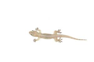 Asian House lizard hemidactylus isolated on white background photo