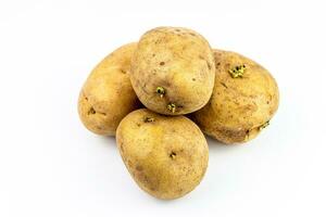 Potato isolated on white background. Close up of fresh potato. photo