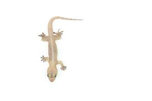 Asian House lizard hemidactylus isolated on white background photo