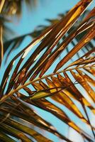 AI generated close up of a palm tree leaf with a blue sky in the background photo