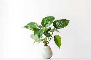 AI generated green leaf plant on vase in white background photo