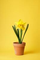 AI generated image of daffodil flower on isolated plain background photo